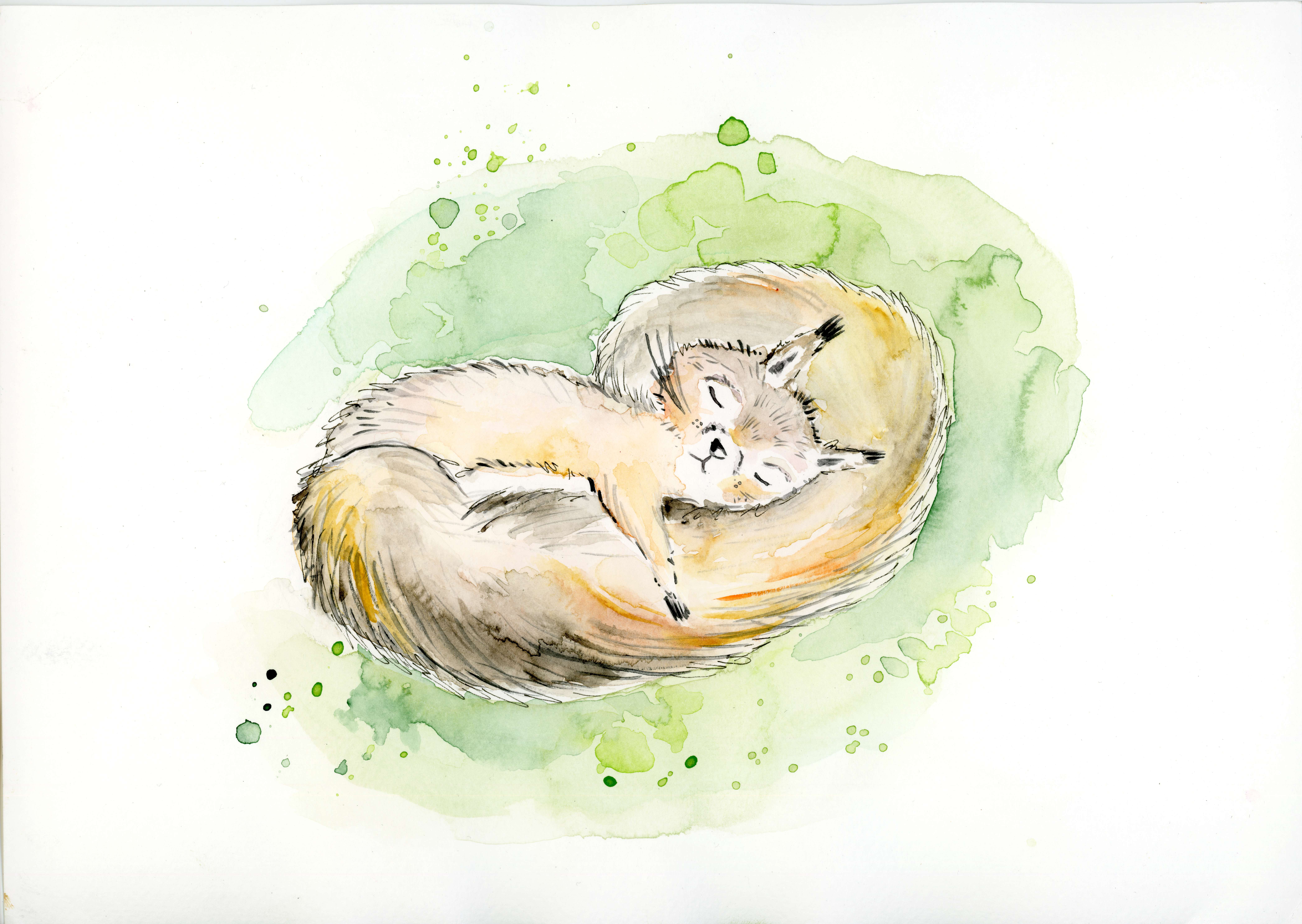 Schlafendes Eichhörnchen